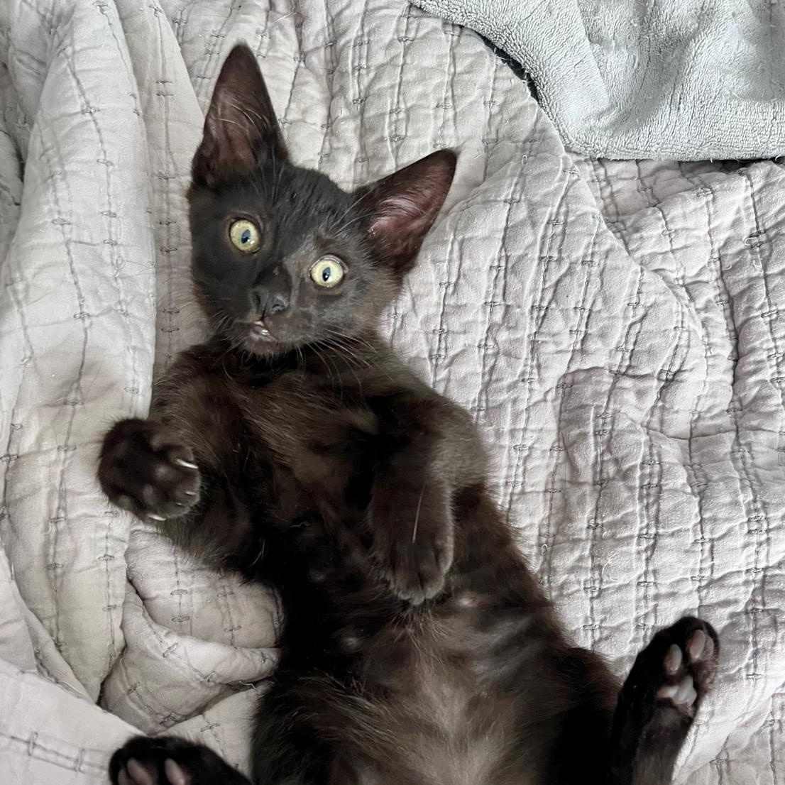 Butch (bonded with Ty) Domestic Short Hair Cat