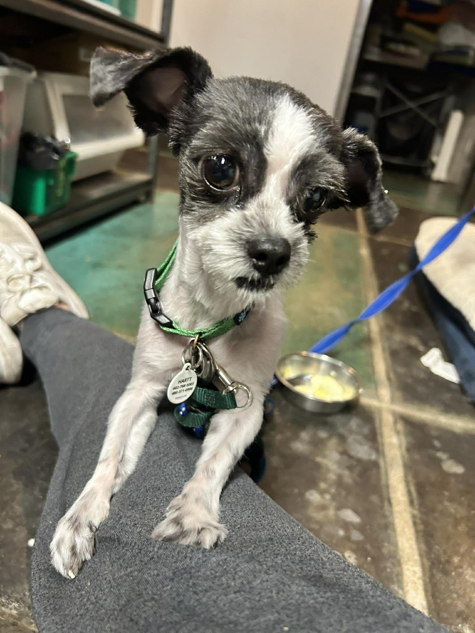 Thistle, adopted, Young Female Shih Tzu & Chihuahua.