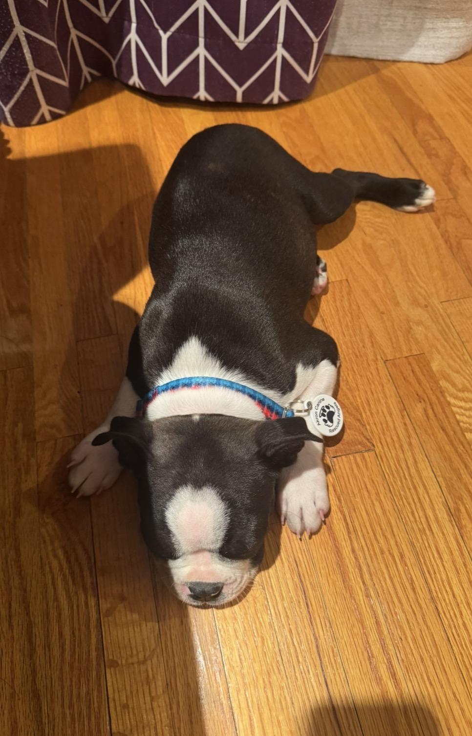 Enlarge Huey Mason, a Adopted Boston Terrier in Akron, NY image 3/6