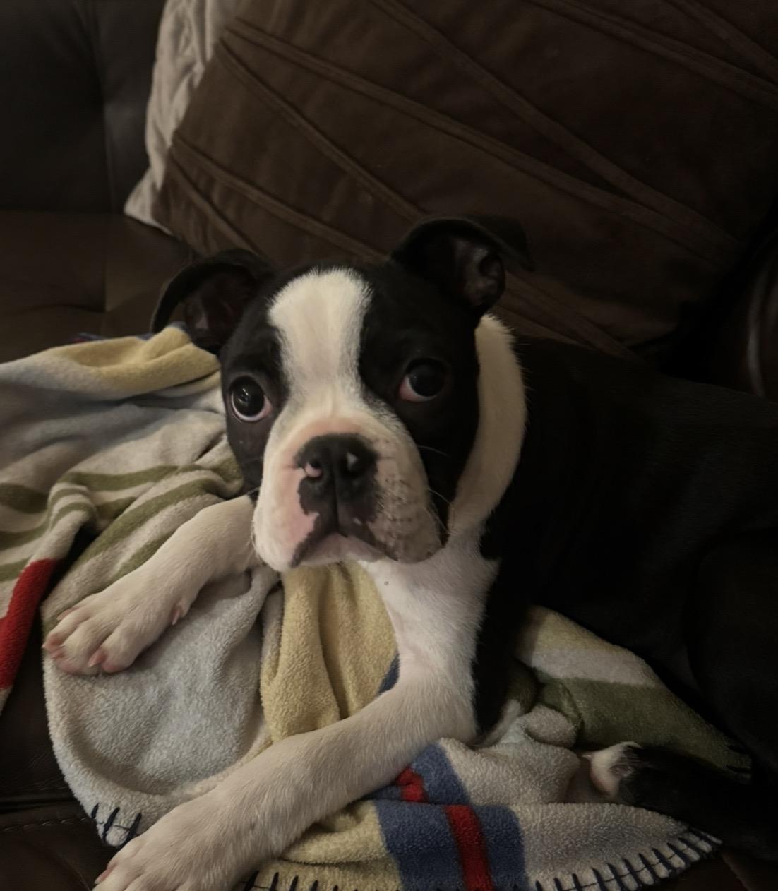 Enlarge Huey Mason, a Adopted Boston Terrier in Akron, NY image 2/6