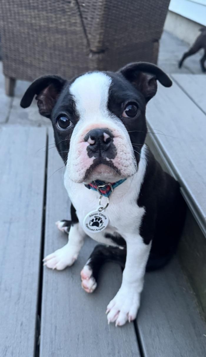 Huey Mason, Adopted, Puppy Male Boston Terrier.