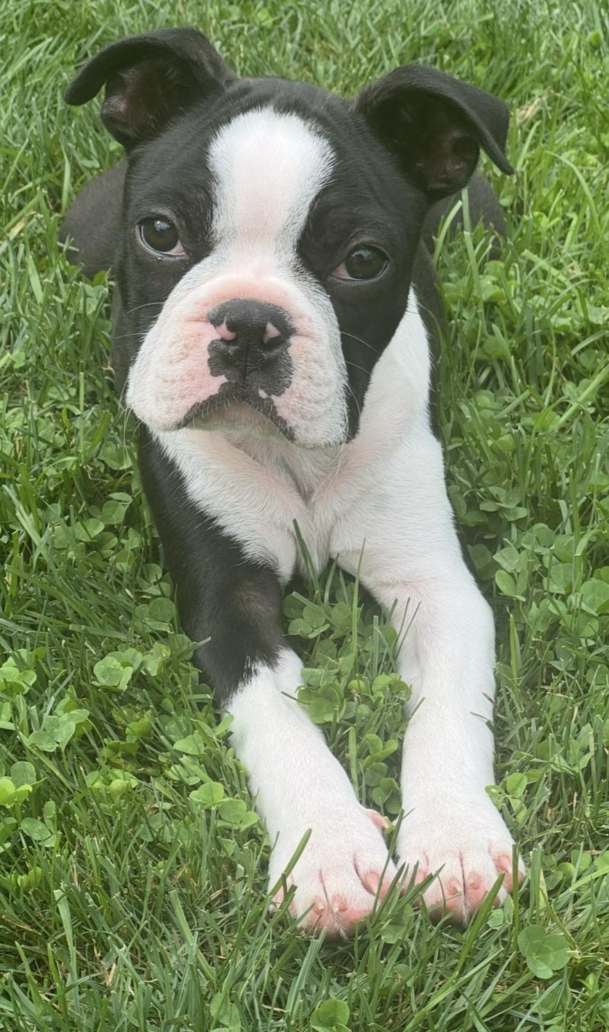 Enlarge Huey Mason, a Adopted Boston Terrier in Akron, NY image 6/6