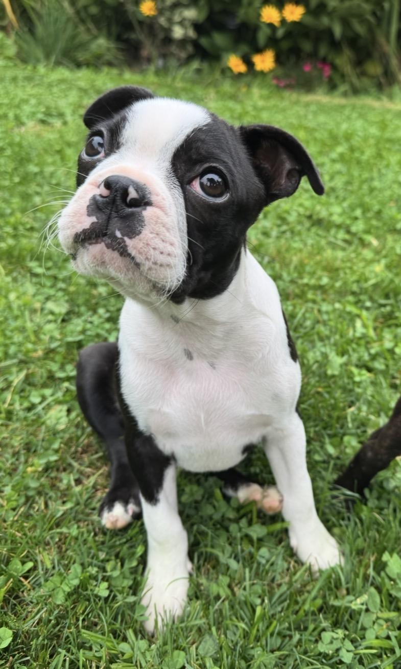 Enlarge Huey Mason, a Adopted Boston Terrier in Akron, NY image 4/6