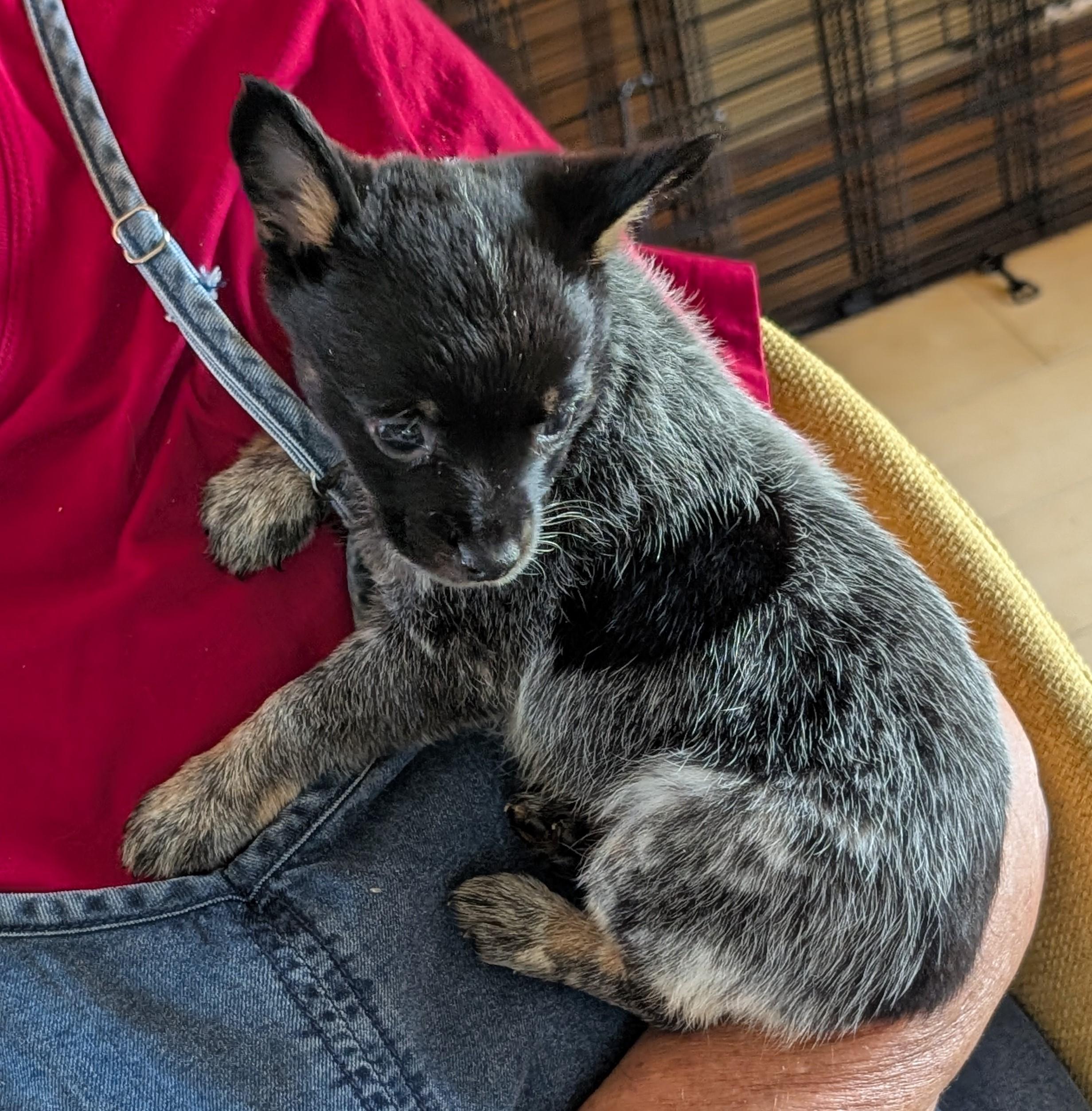 Lilah - PUPPY, adopted, Puppy Female Chihuahua & Australian Cattle Dog / Blue Heeler.
