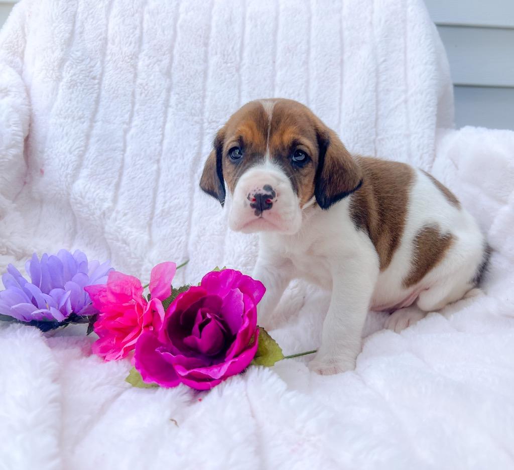 Enlarge Willis, a Adopted mixed breed in Murray, KY image 1/2