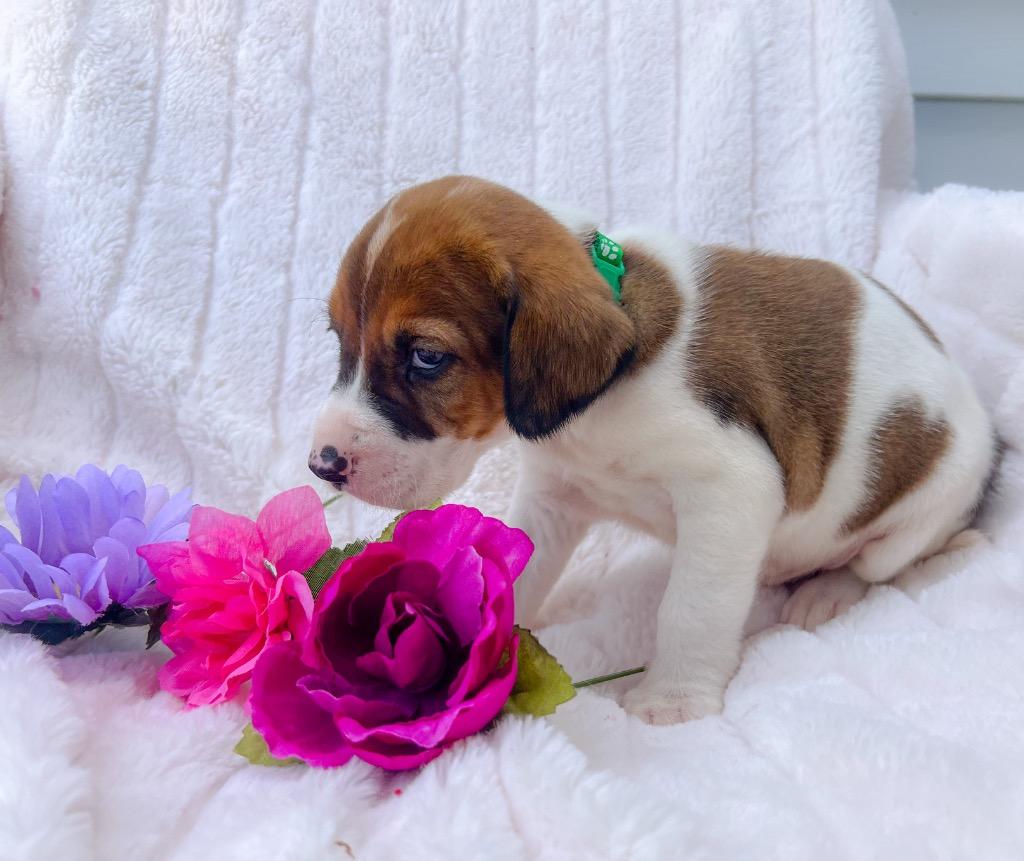 Enlarge Willis, a Adopted mixed breed in Murray, KY image 2/2