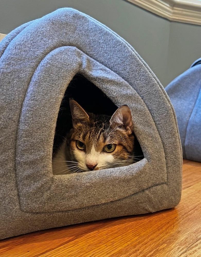Pipo, a Adoptable Domestic Short Hair in Silver Spring, MD image 2/6