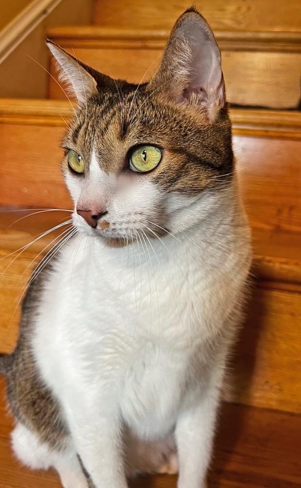 Pipo, Adoptable, Adult Male Domestic Short Hair.