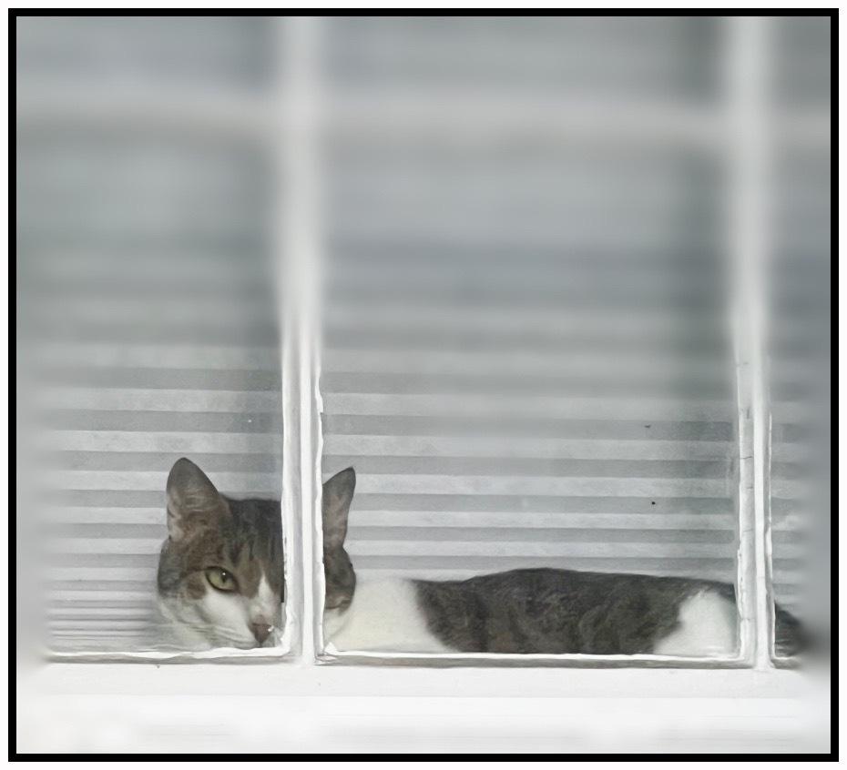 Pipo, a Adoptable Domestic Short Hair in Silver Spring, MD image 3/6