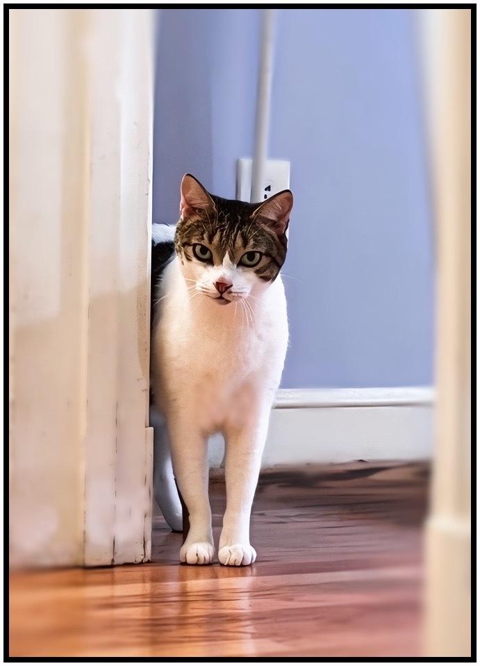 Pipo, a Adoptable Domestic Short Hair in Silver Spring, MD image 5/6