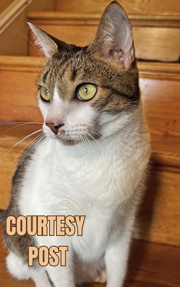 Pipo, a Adoptable Domestic Short Hair in Silver Spring, MD image 6/6