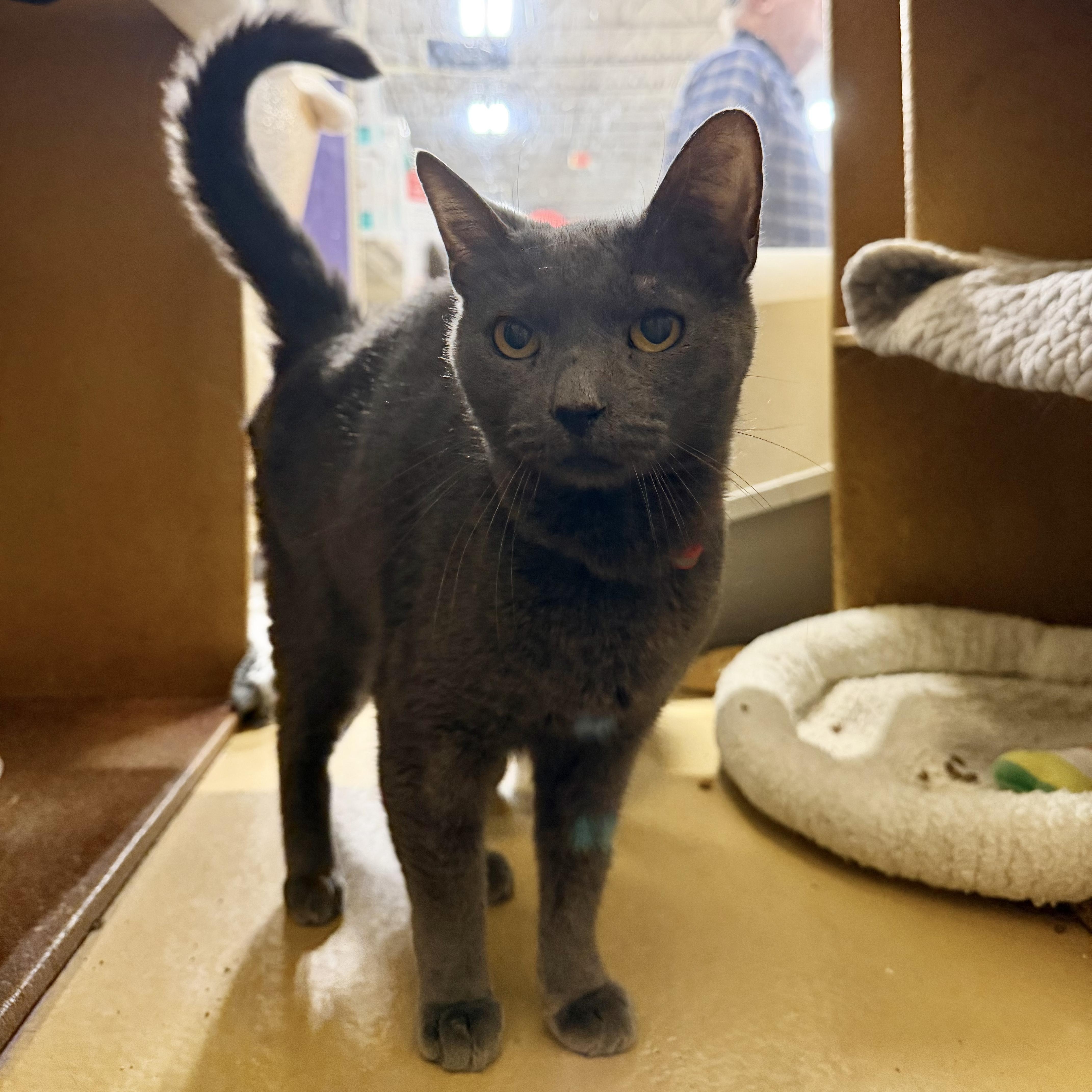 Baron (Must Go With Duke), ADOPTABLE, Adult Male Russian Blue.