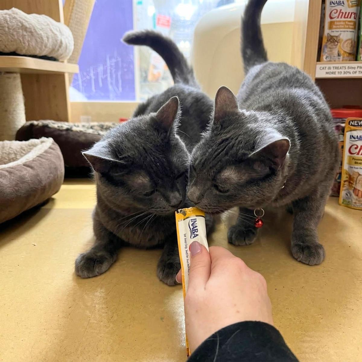 Baron (& Duke), a ADOPTABLE Russian Blue in Manhattan Beach, CA image 3/5