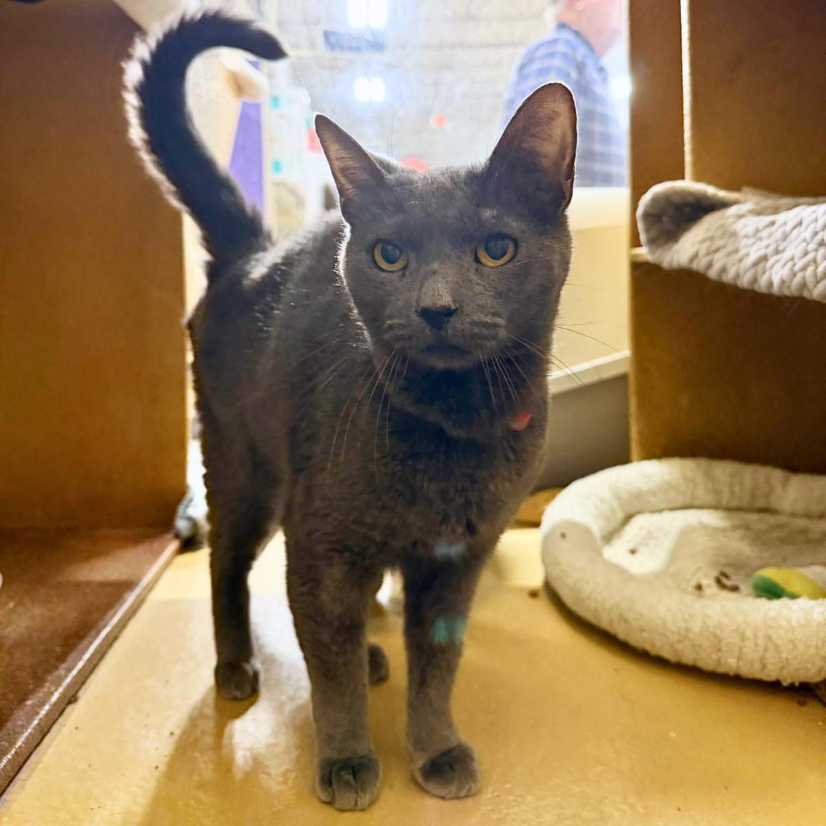 Baron (& Duke), a ADOPTABLE Russian Blue in Manhattan Beach, CA image 2/5