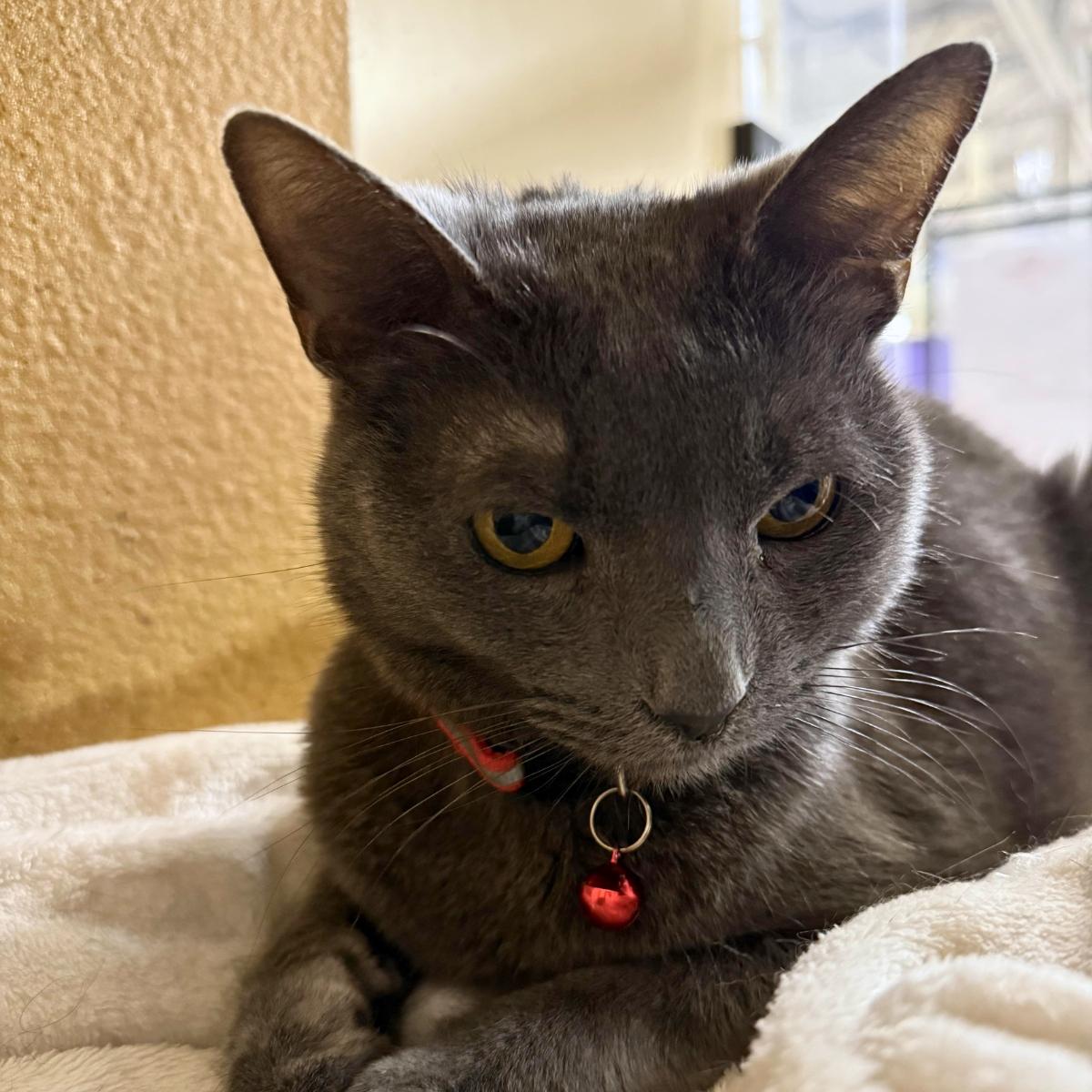 Baron (& Duke), a ADOPTABLE Russian Blue in Manhattan Beach, CA image 4/5