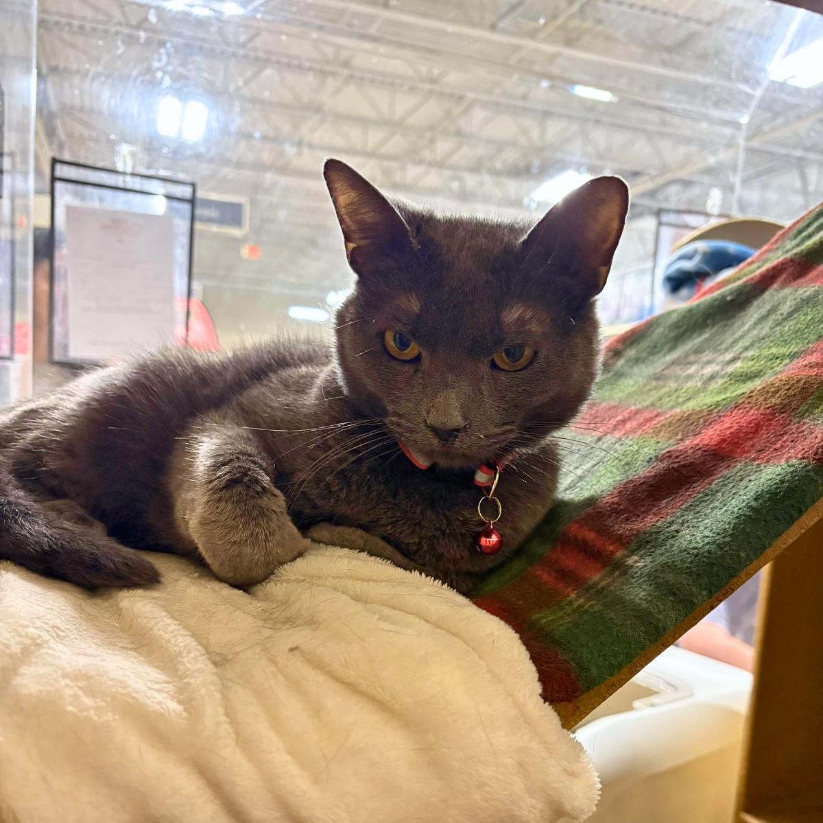 Baron (& Duke), a ADOPTABLE Russian Blue in Manhattan Beach, CA image 5/5