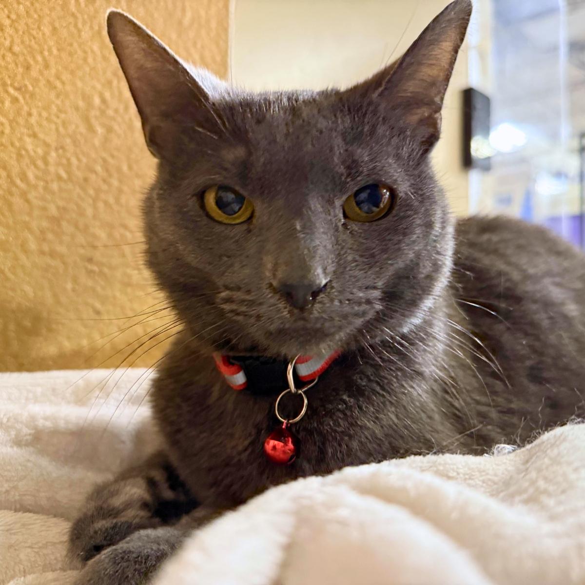 Baron (& Duke), ADOPTABLE, Adult Male Russian Blue.