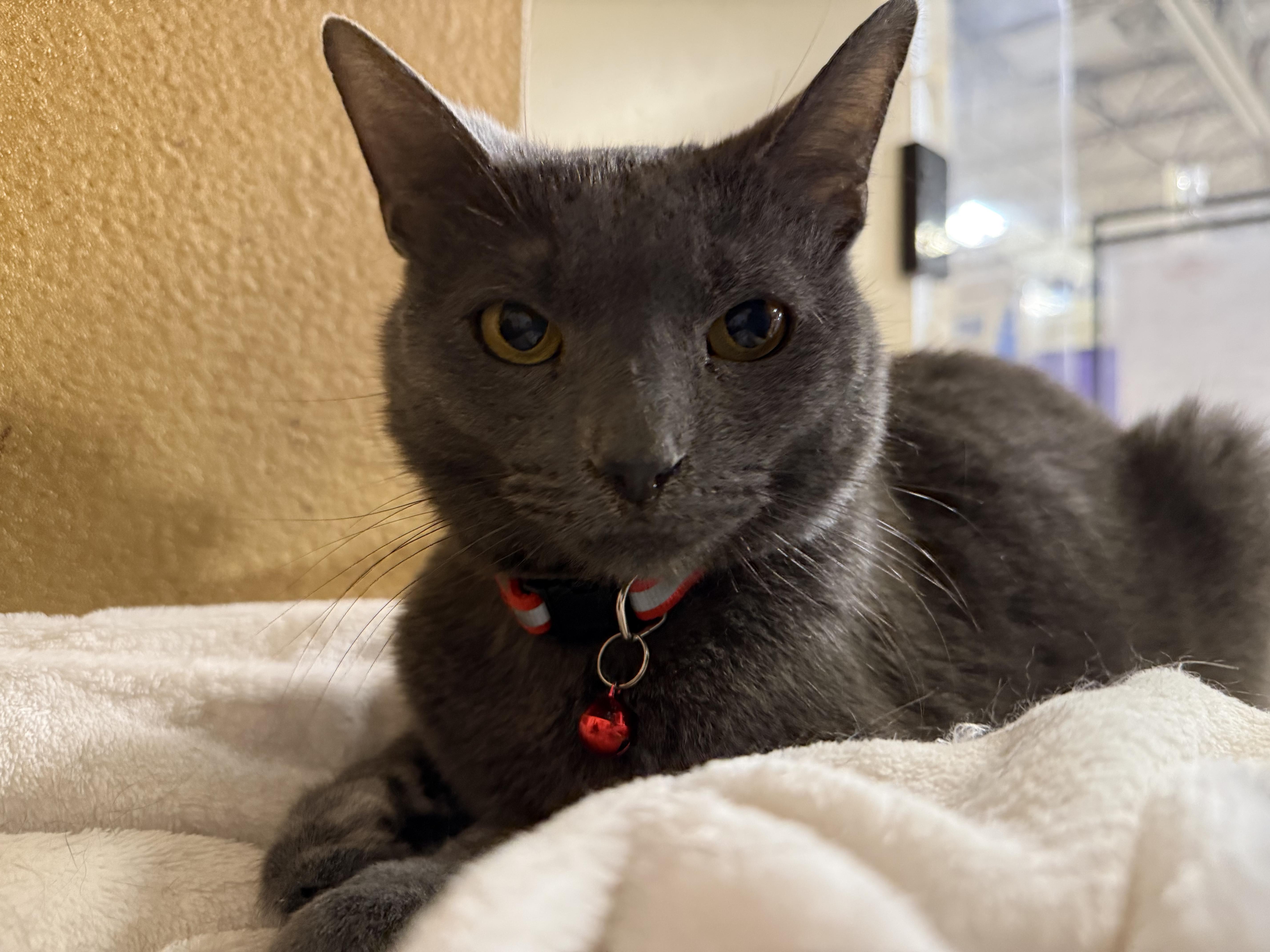 Enlarge Baron (Must Go With Duke), a ADOPTABLE Russian Blue in Manhattan Beach, CA image 3/5
