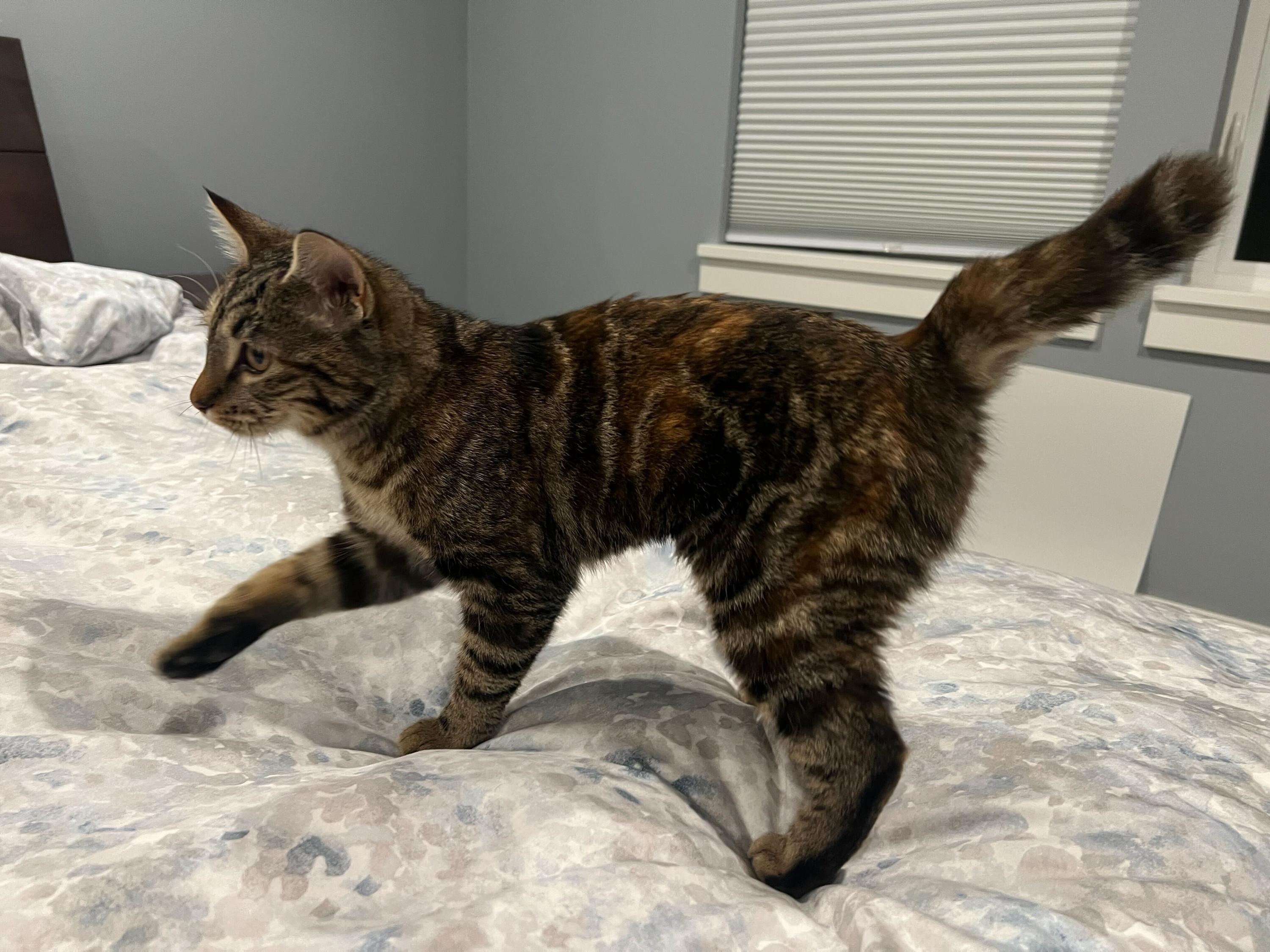 Enlarge Linx, a Adoptable Domestic Short Hair in Seattle, WA image 3/5