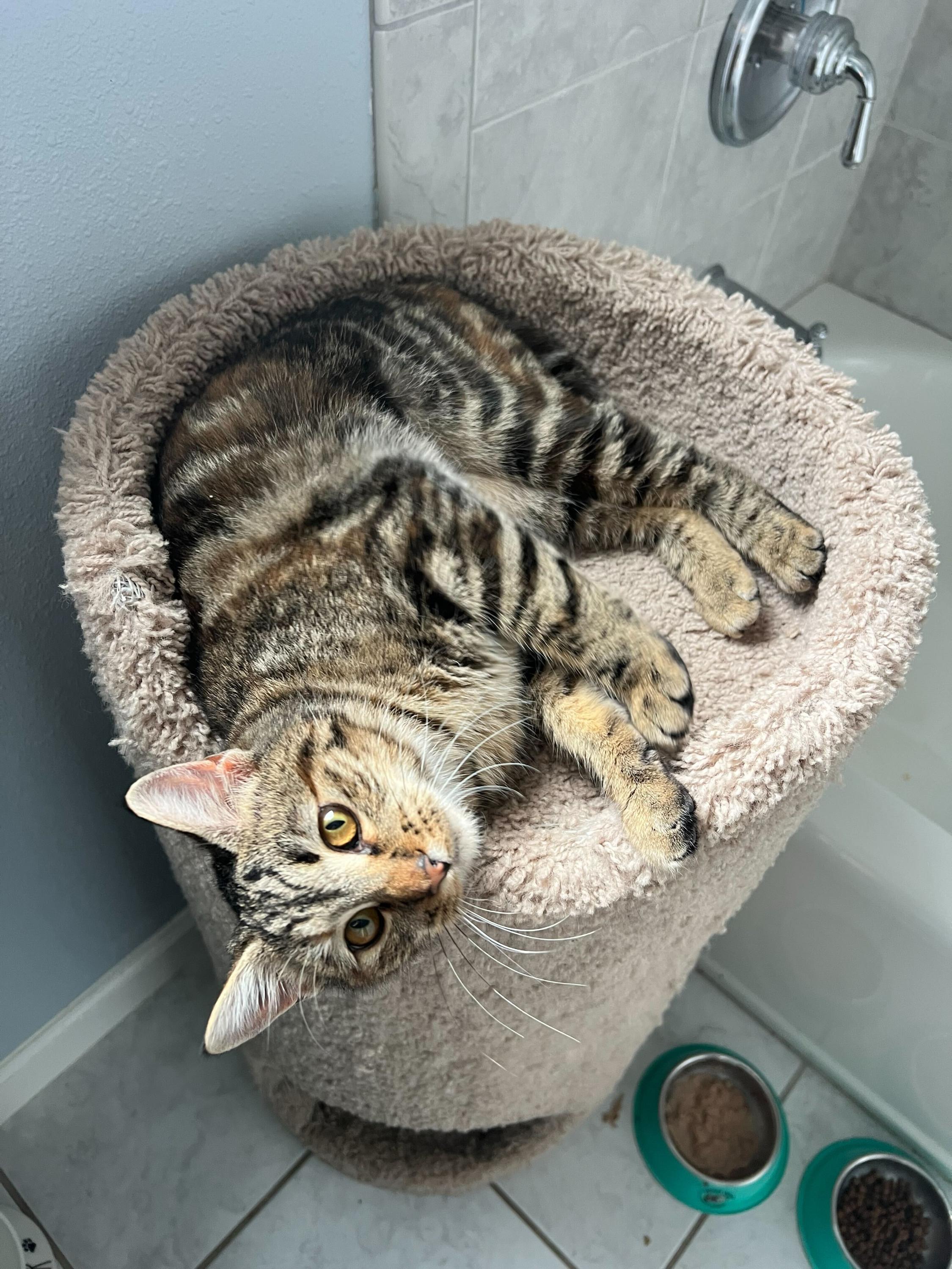 Enlarge Linx, a Adoptable Domestic Short Hair in Seattle, WA image 4/5