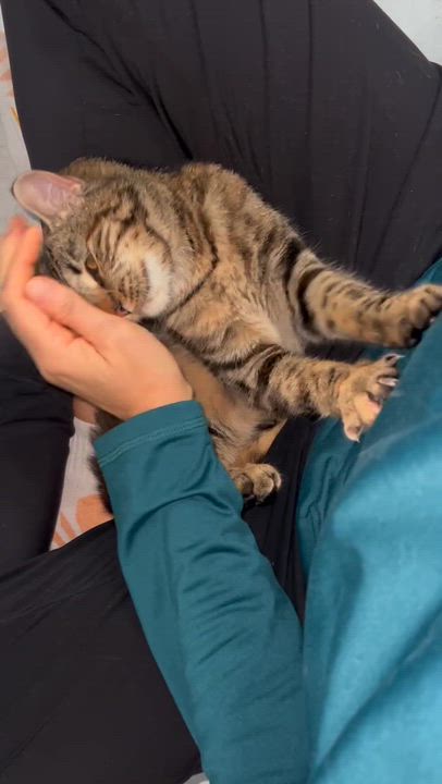 Enlarge Linx, a Adoptable Domestic Short Hair in Seattle, WA video 1/5