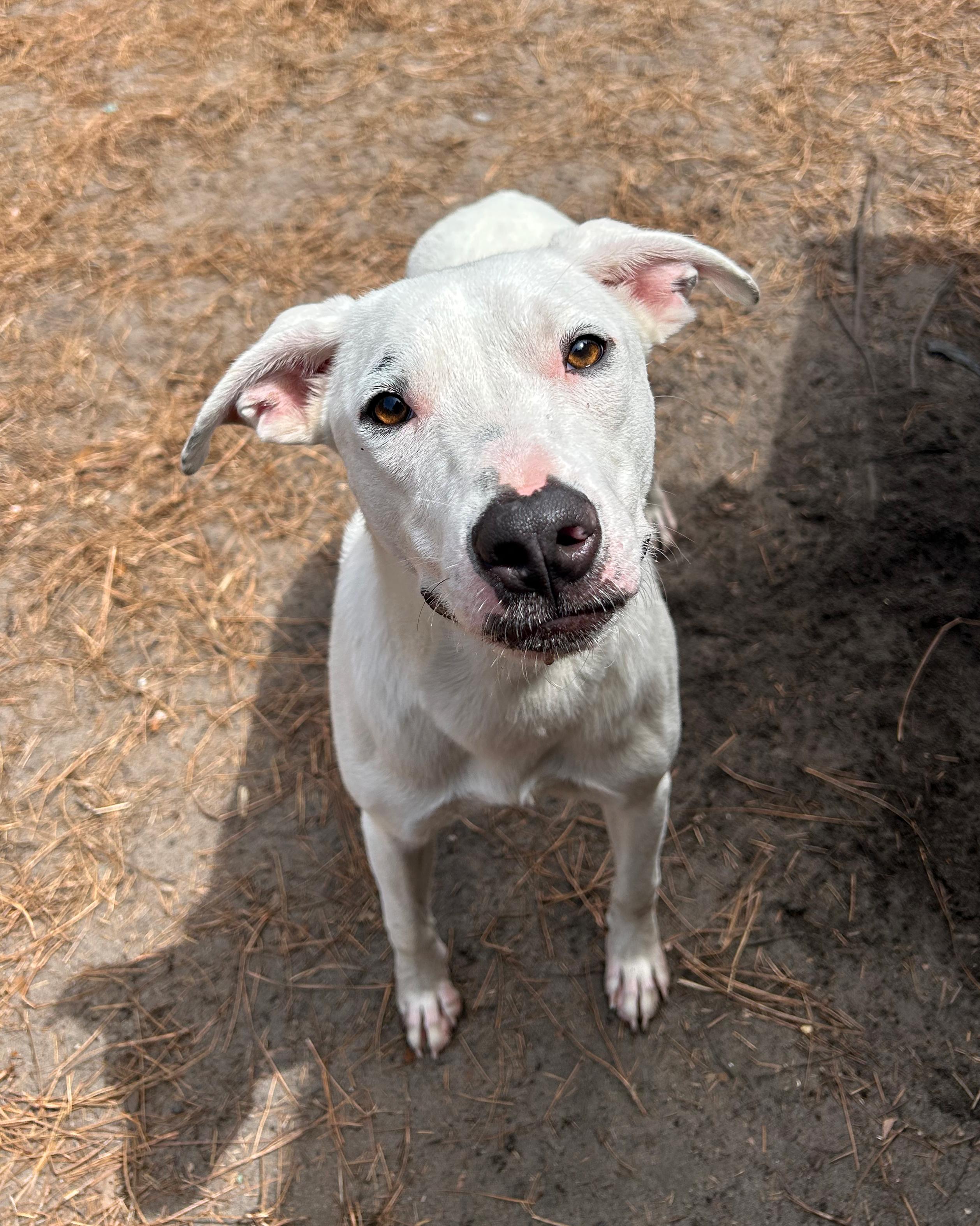 Enlarge Odie, a Adoptable mixed breed in Pensacola, FL image 1/6