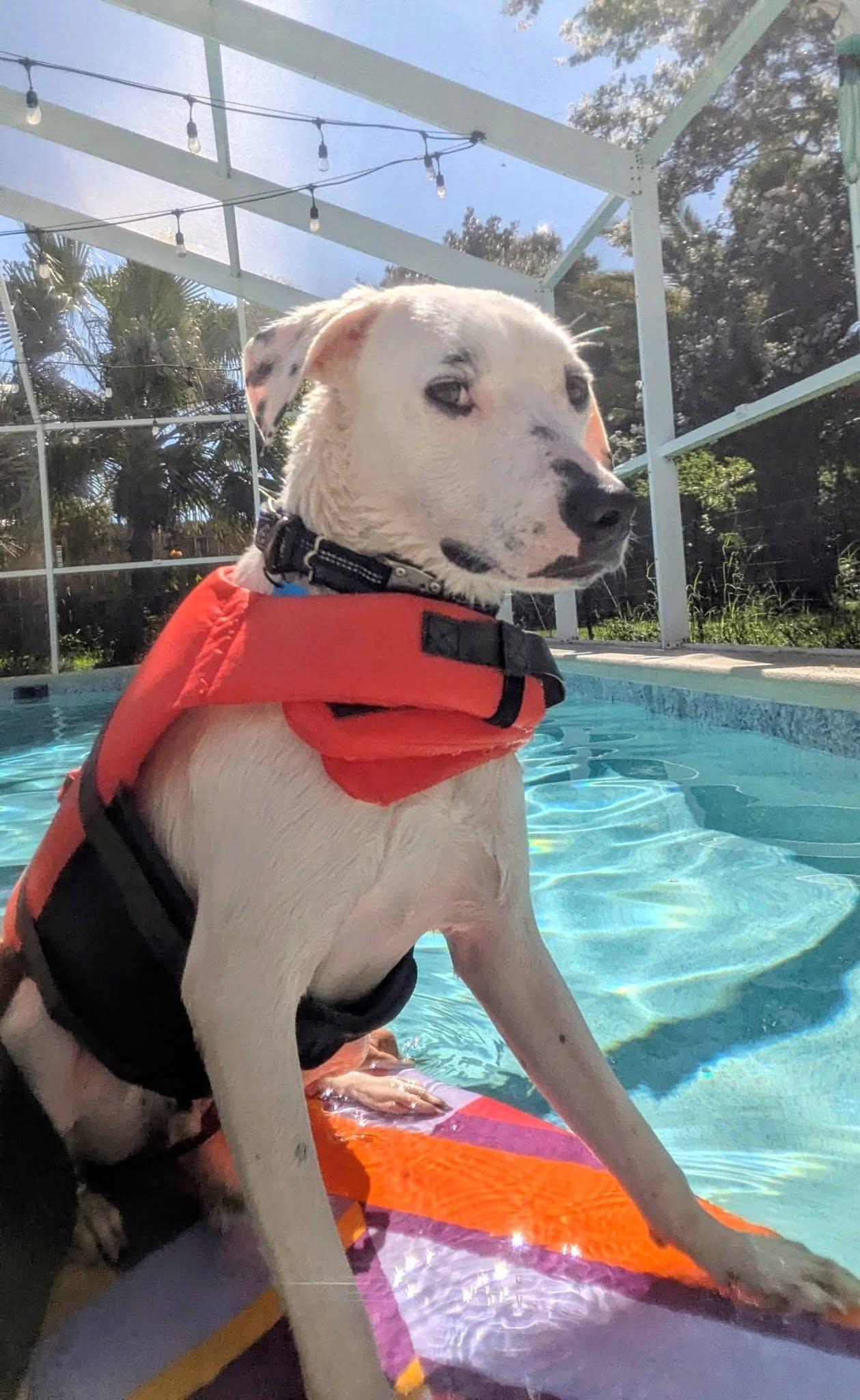 Odie, a Adoptable mixed breed in Pensacola, FL image 4/4