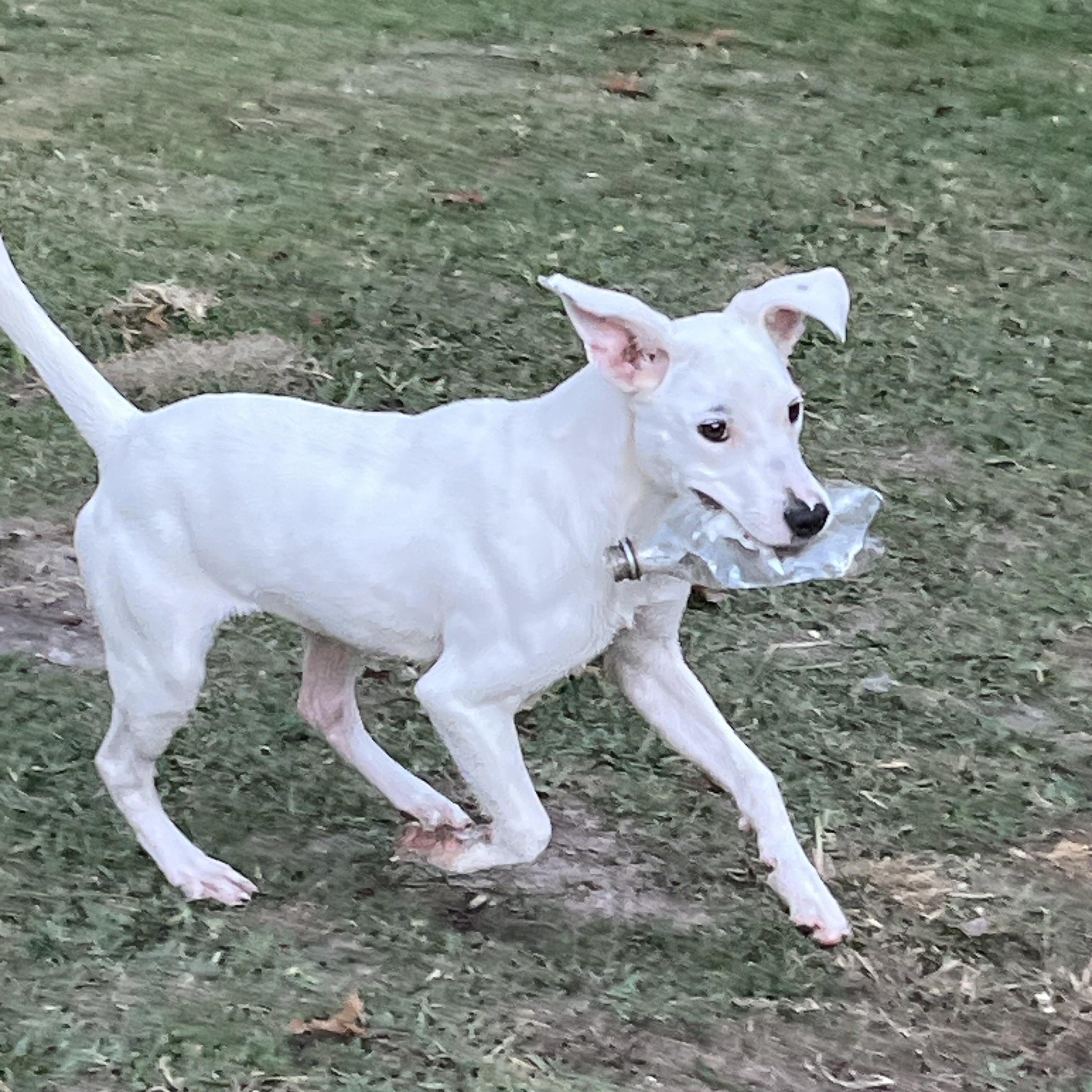 Otie, Adoptable, Young Male Terrier & Catahoula Leopard Dog.