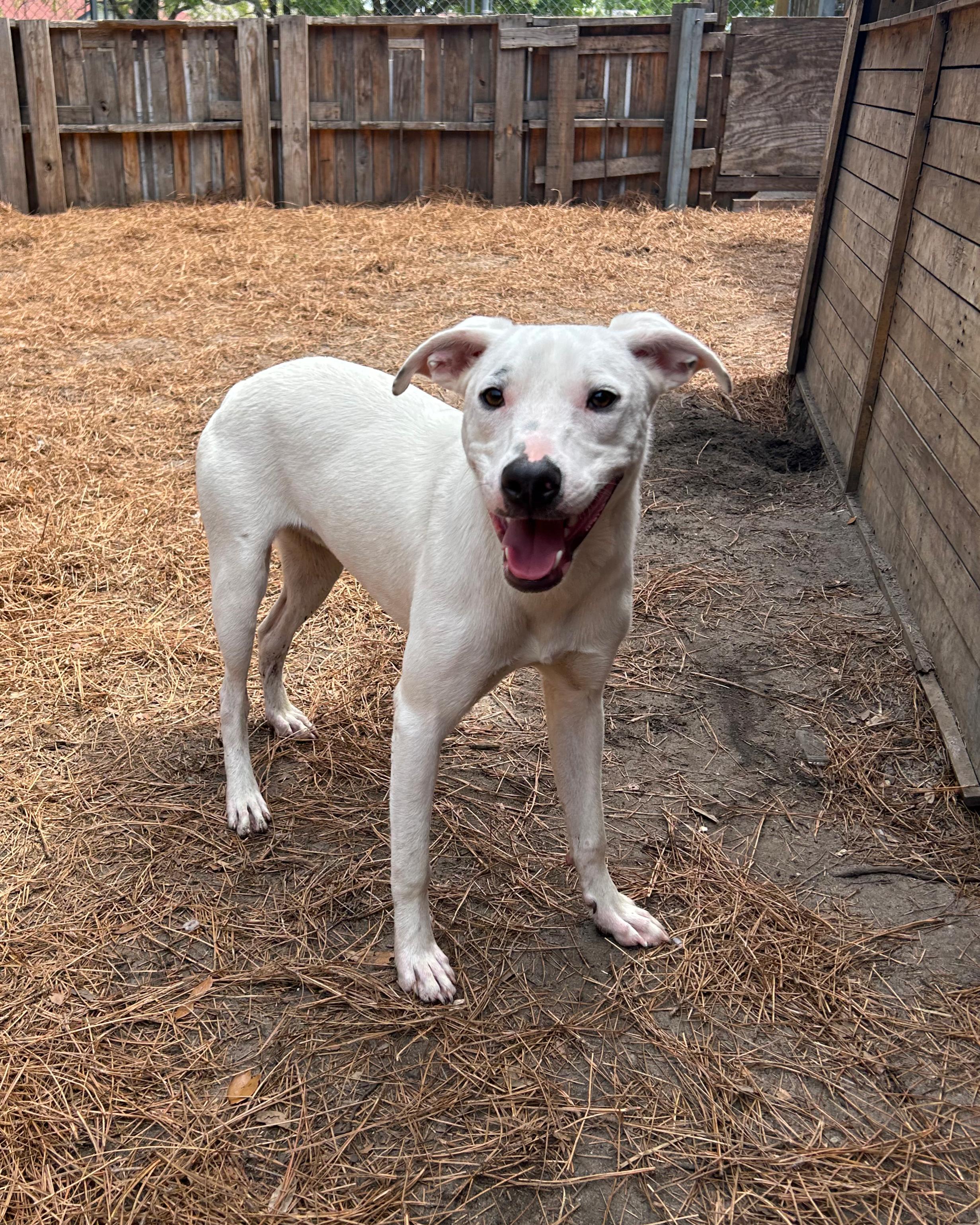 Enlarge Odie, a Adoptable mixed breed in Pensacola, FL image 3/6