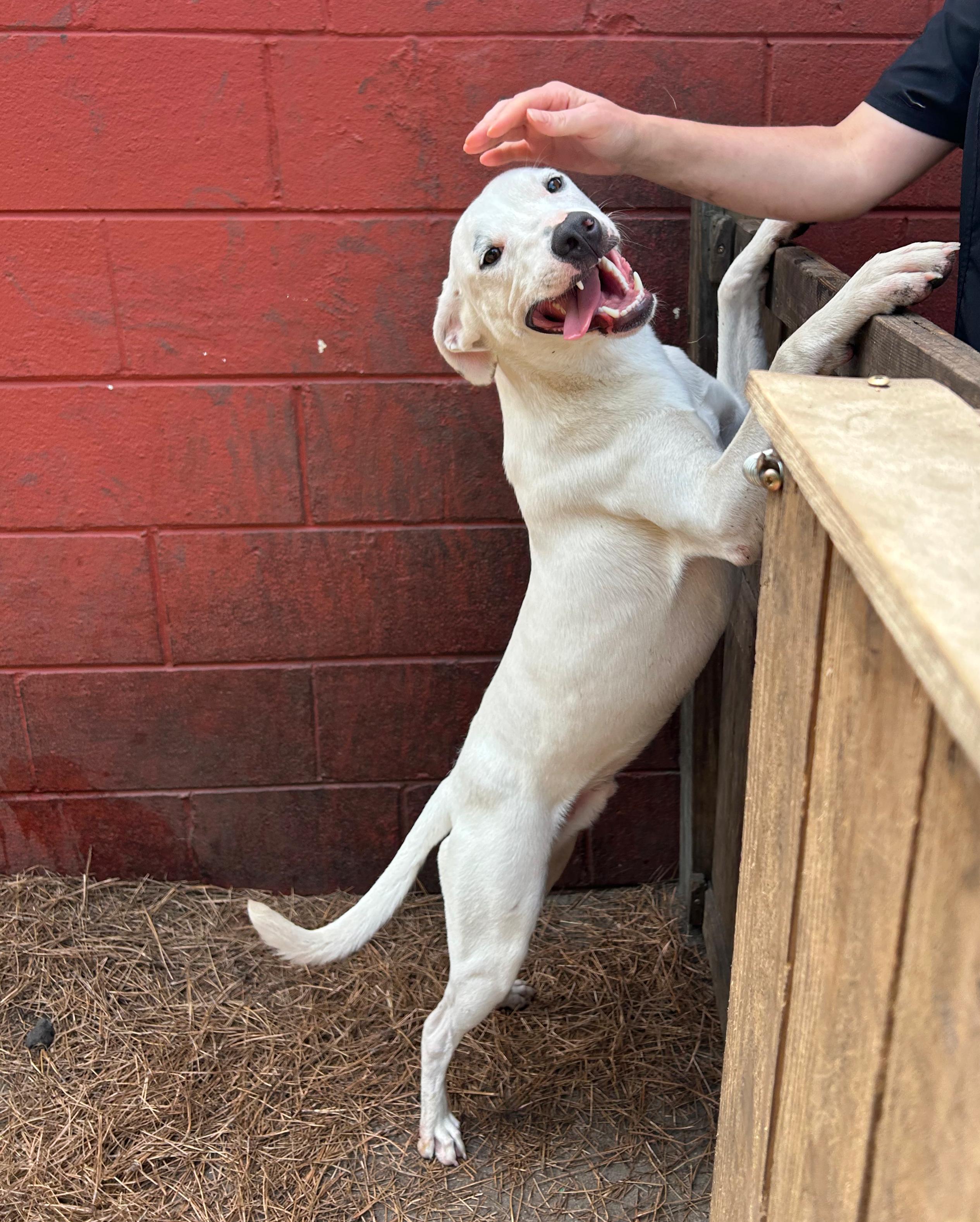 Enlarge Odie, a Adoptable mixed breed in Pensacola, FL image 2/6