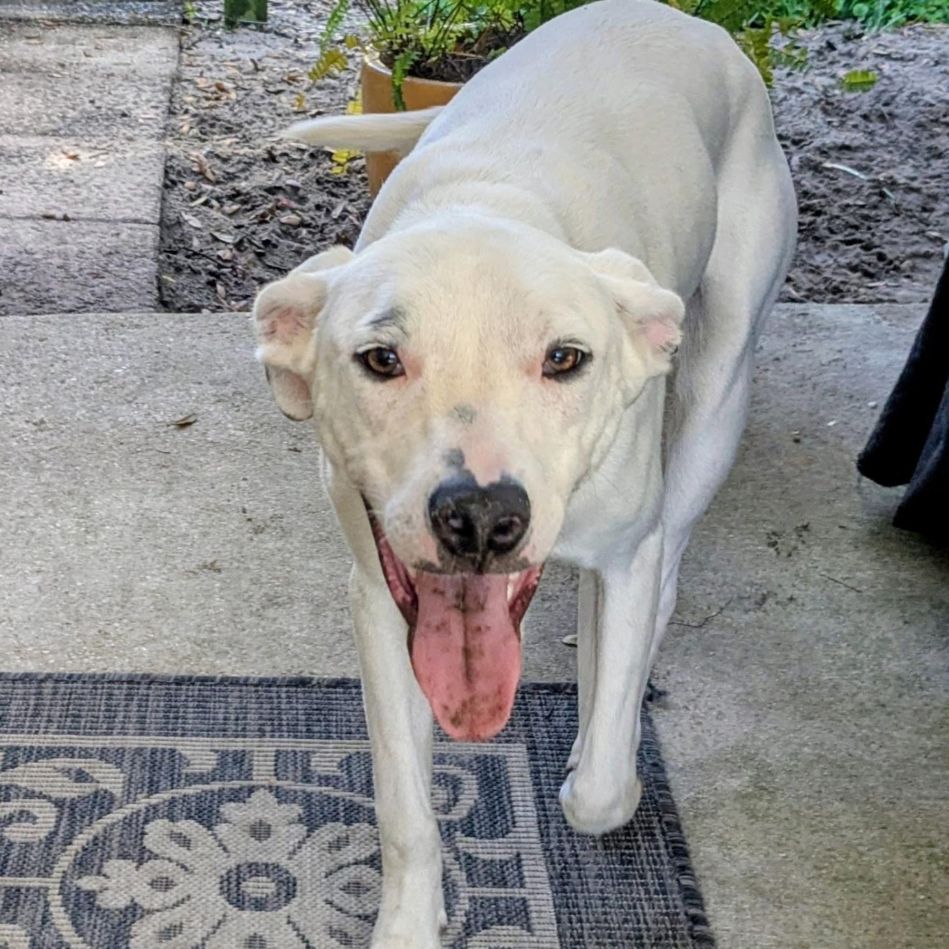 Enlarge Odie, a Adoptable mixed breed in Pensacola, FL image 1/6