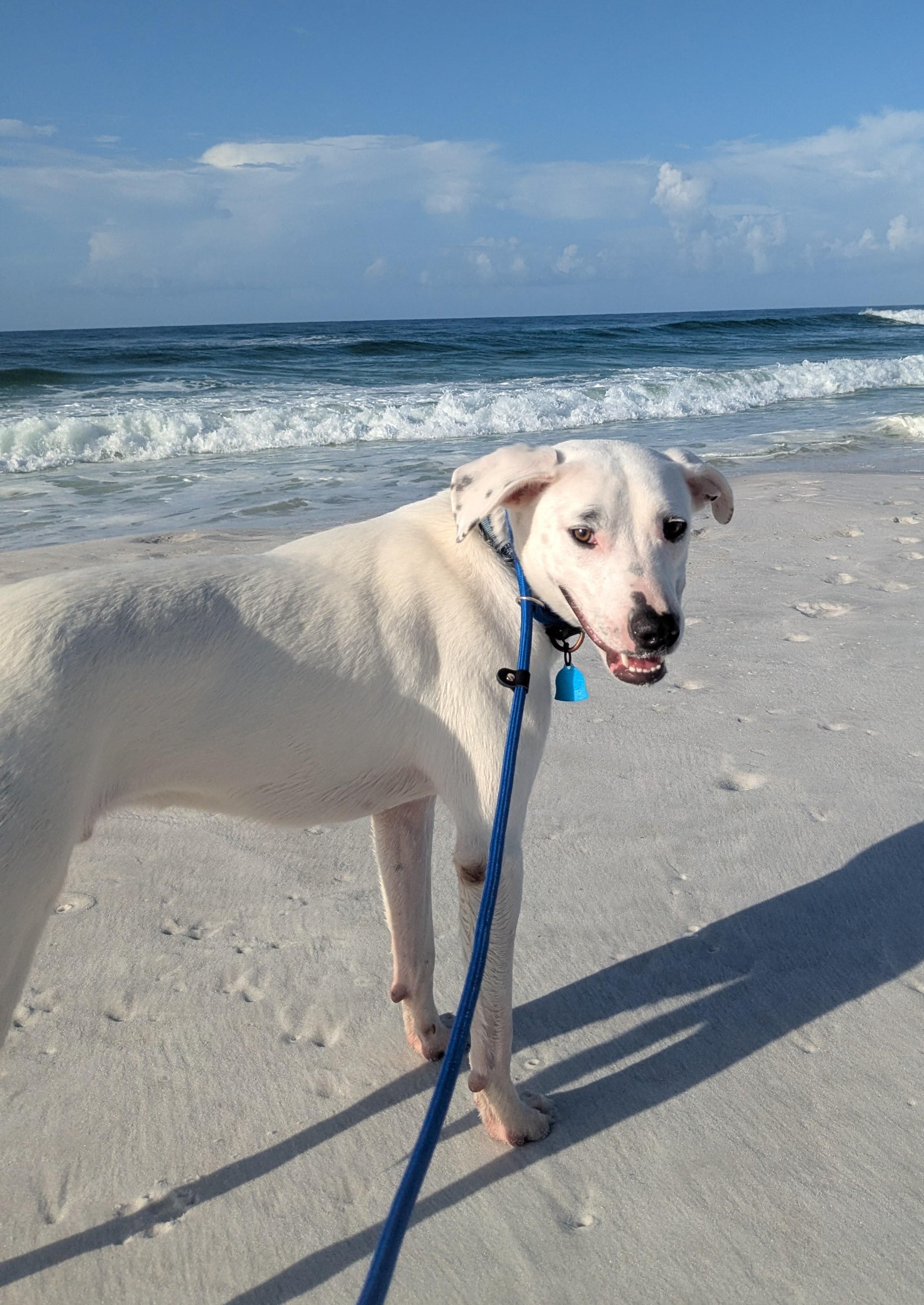 Enlarge Odie, a Adoptable mixed breed in Pensacola, FL image 4/6