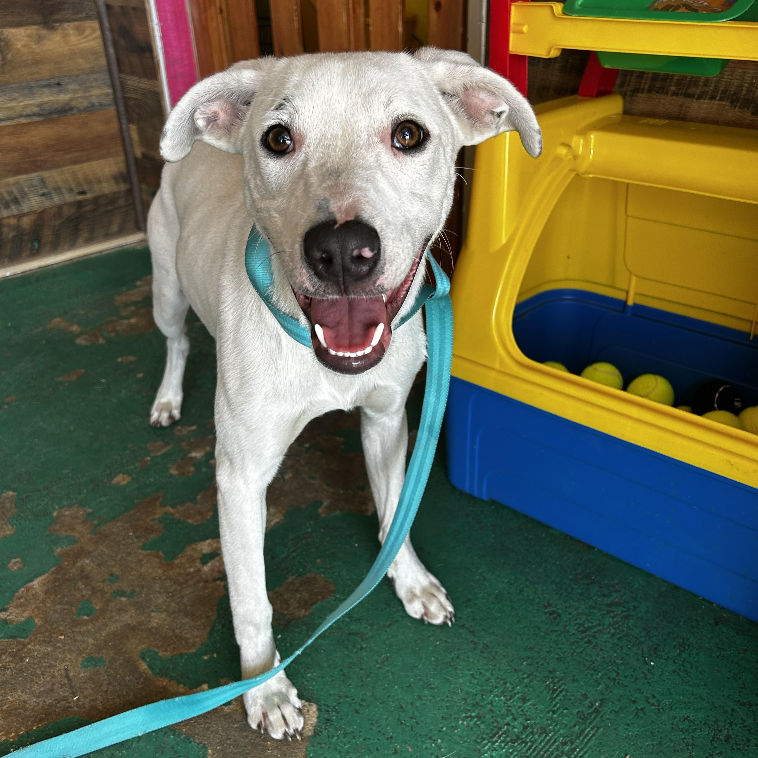 Otie, Adoptable, Young Male Terrier & Catahoula Leopard Dog.