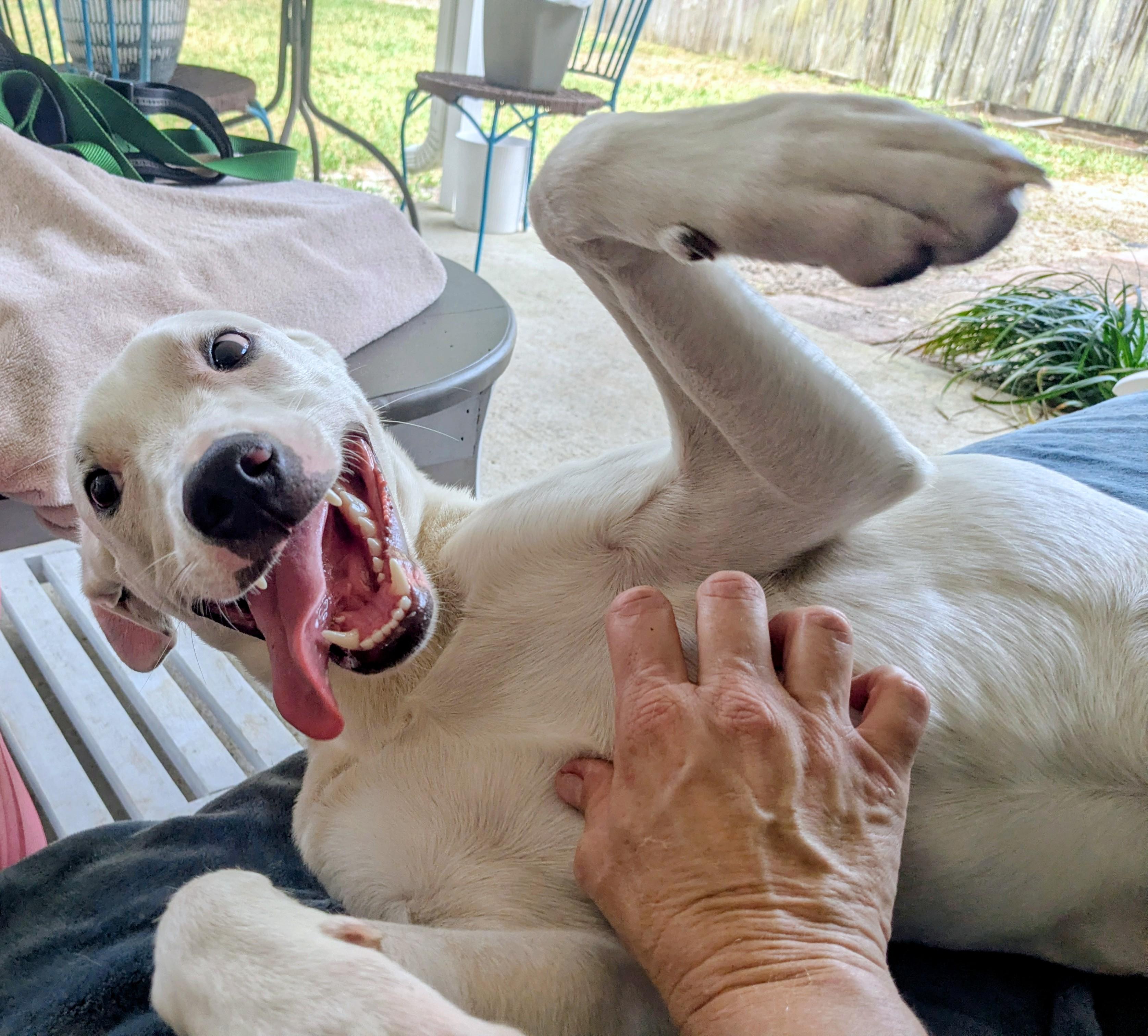Odie, Adoptable, Young Male Terrier & Catahoula Leopard Dog.