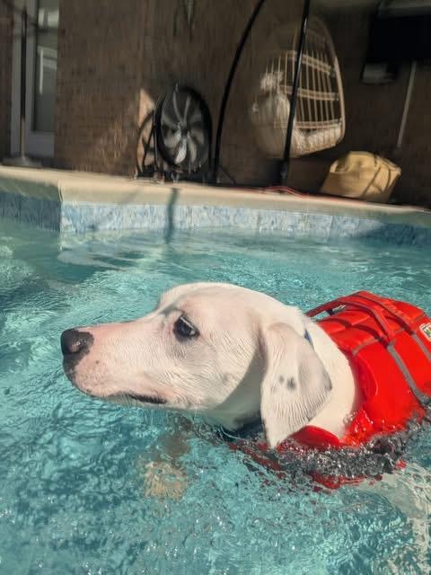 Odie, a Adoptable mixed breed in Pensacola, FL image 2/4