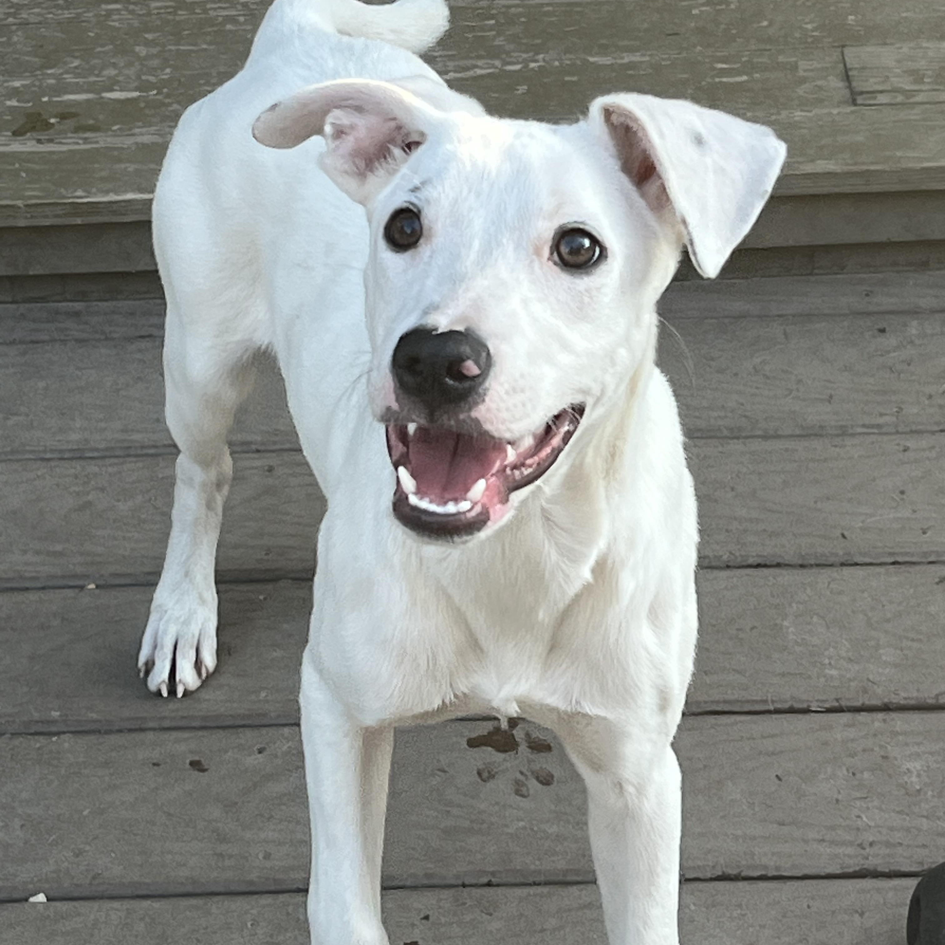 Otie, Adoptable, Young Male Terrier & Catahoula Leopard Dog.