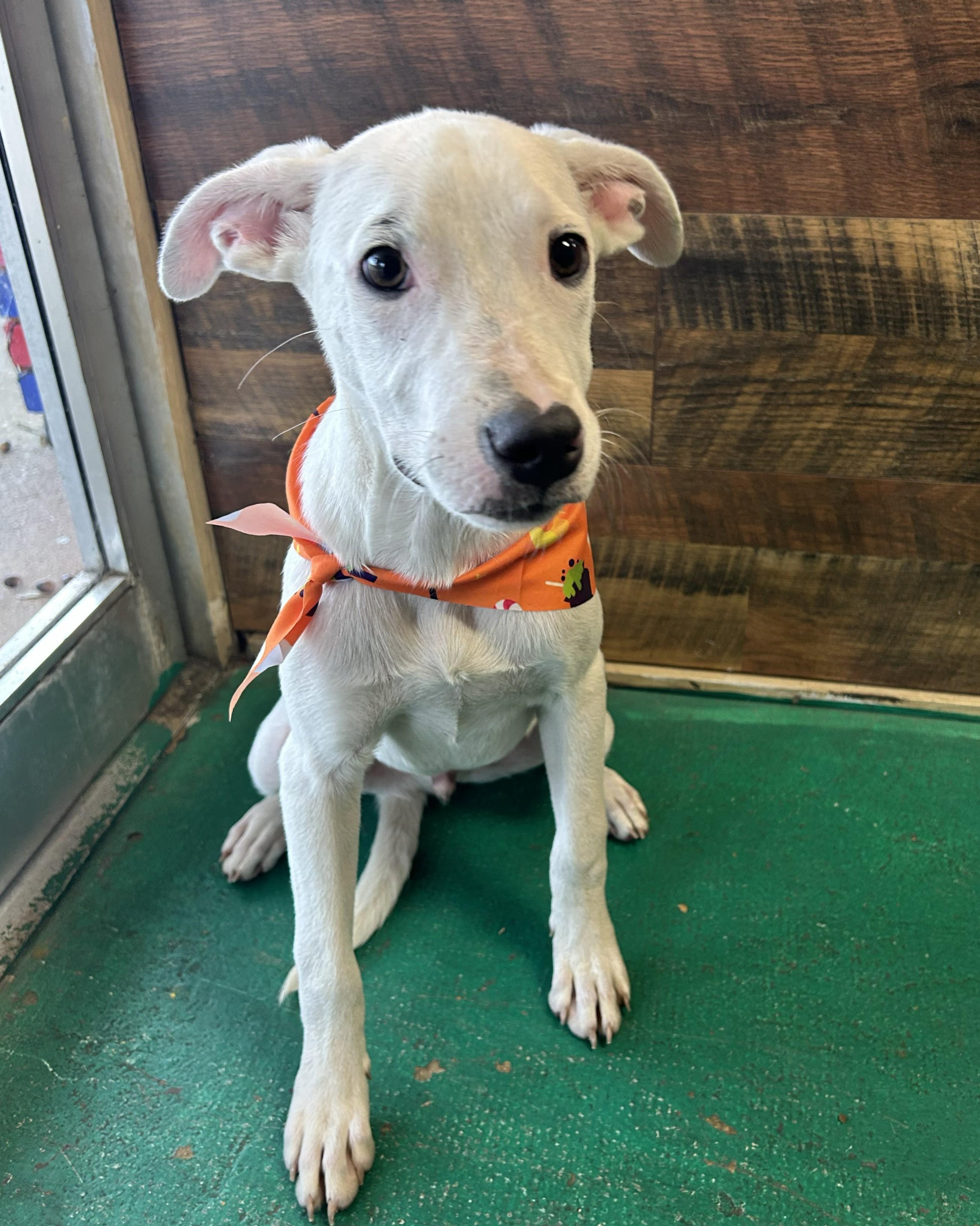 Enlarge Otie, a Adoptable mixed breed in Pensacola, FL image 3/6