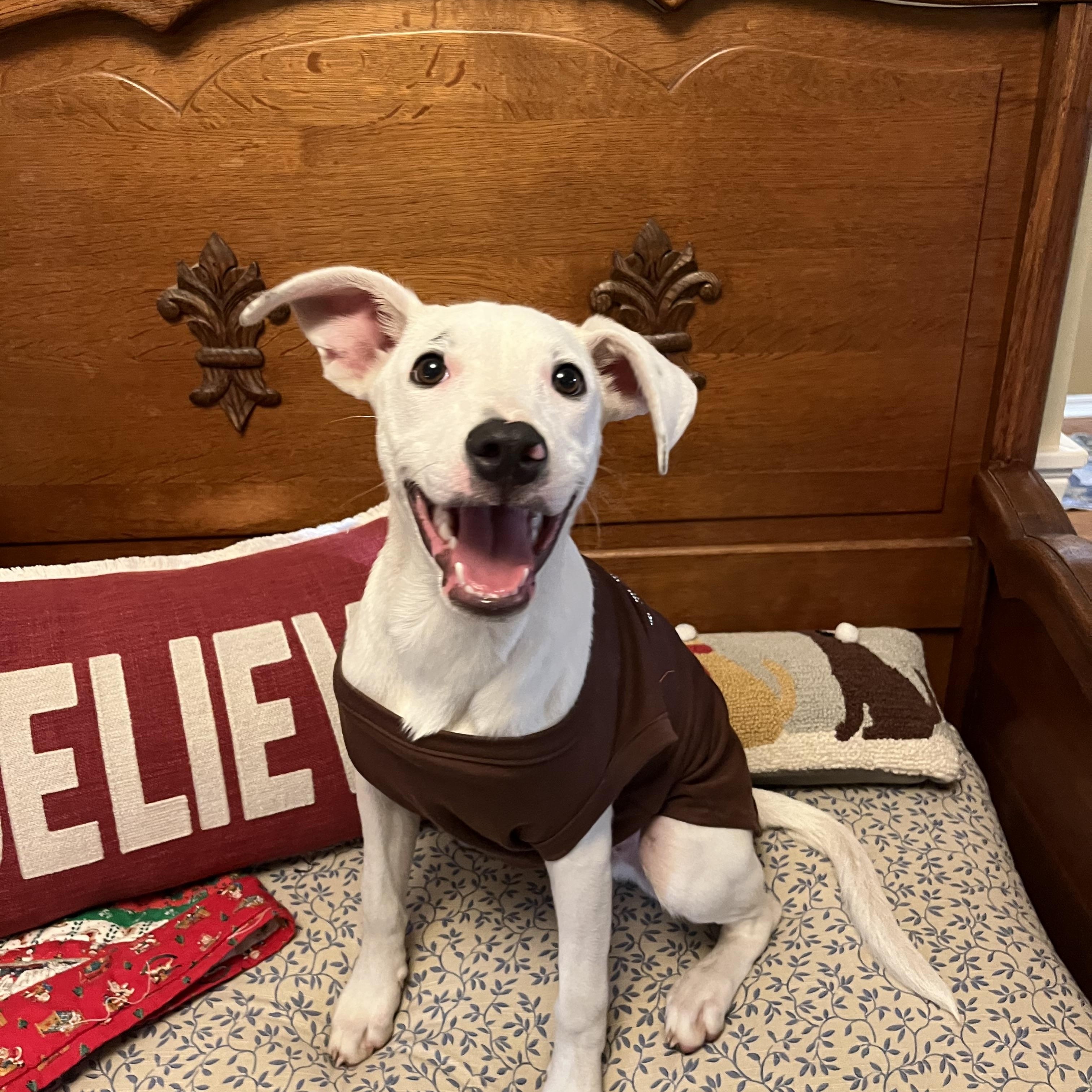 Enlarge Otie, a Adoptable mixed breed in Pensacola, FL image 4/6