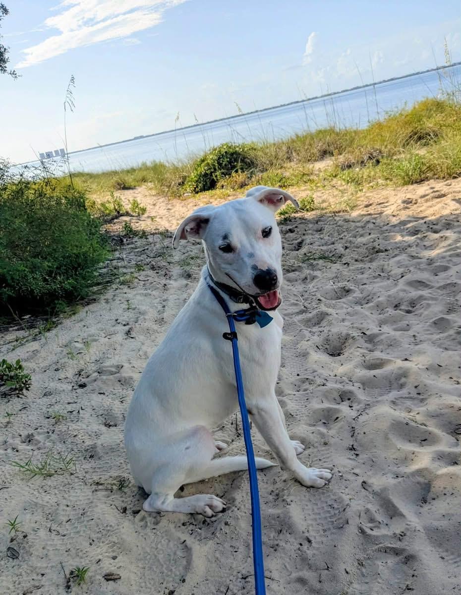 Odie, a Adoptable mixed breed in Pensacola, FL image 3/4