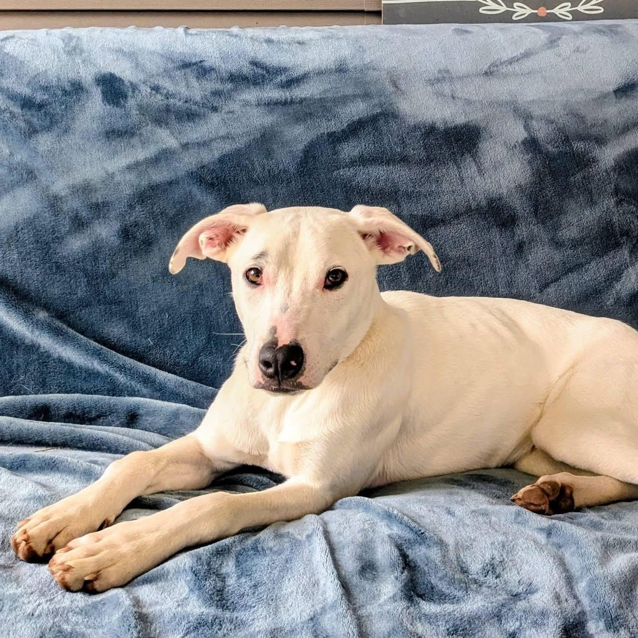 Enlarge Odie, a Adoptable mixed breed in Pensacola, FL image 1/6