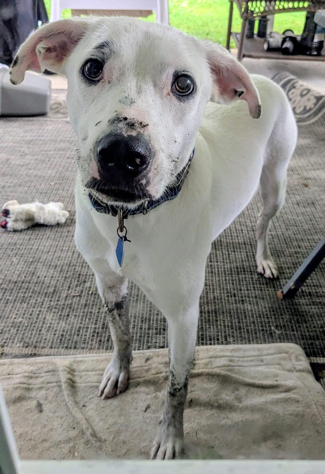 Odie, a Adoptable mixed breed in Pensacola, FL image 1/4