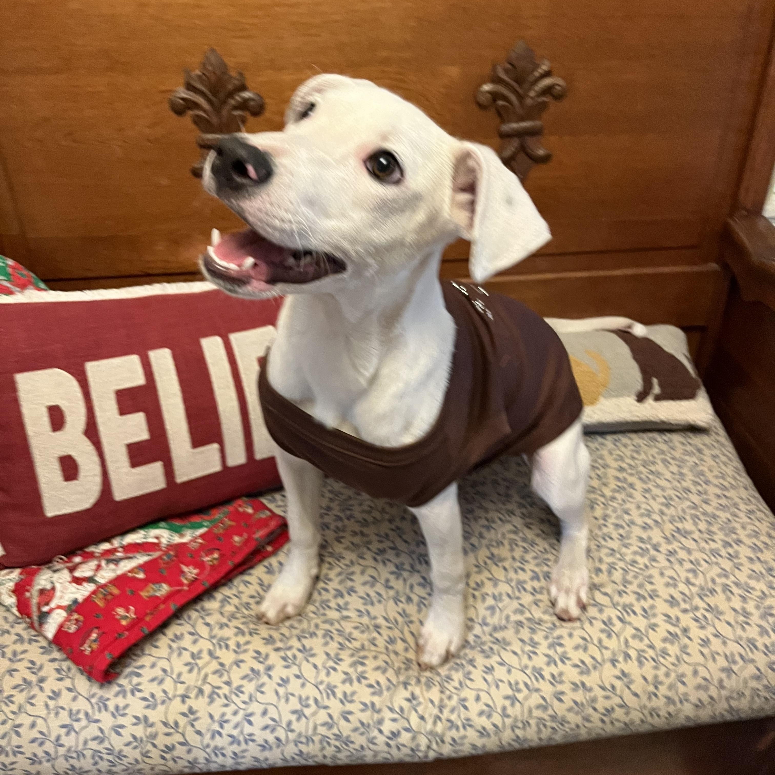 Enlarge Otie, a Adoptable mixed breed in Pensacola, FL image 5/6