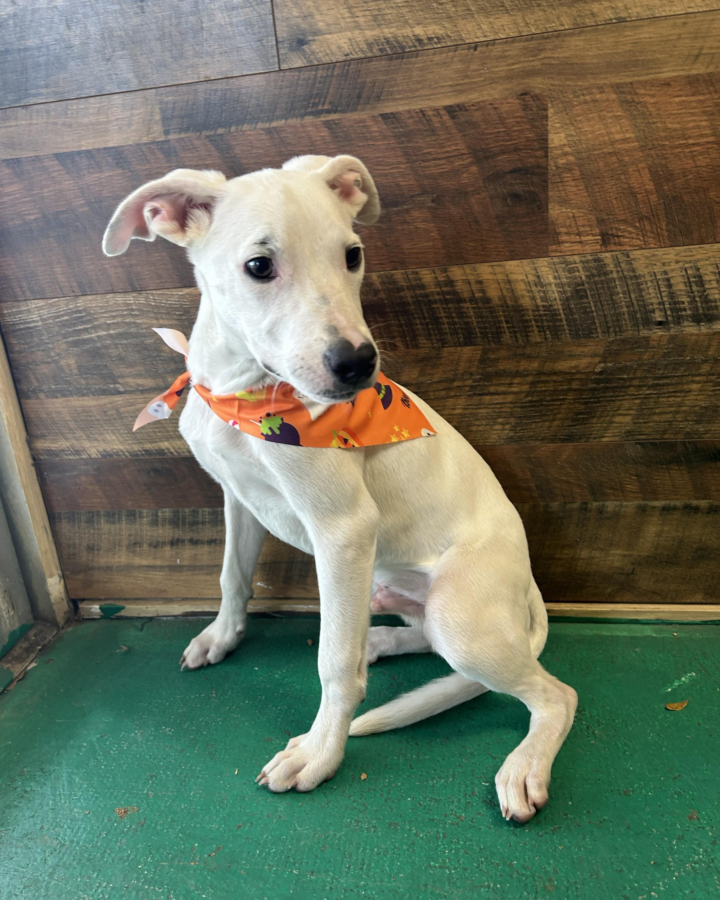 Enlarge Otie, a Adoptable mixed breed in Pensacola, FL image 6/6