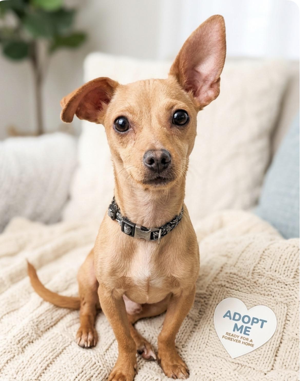 Enlarge Copper, an adopted Chihuahua in Claremont, CA image 1/4