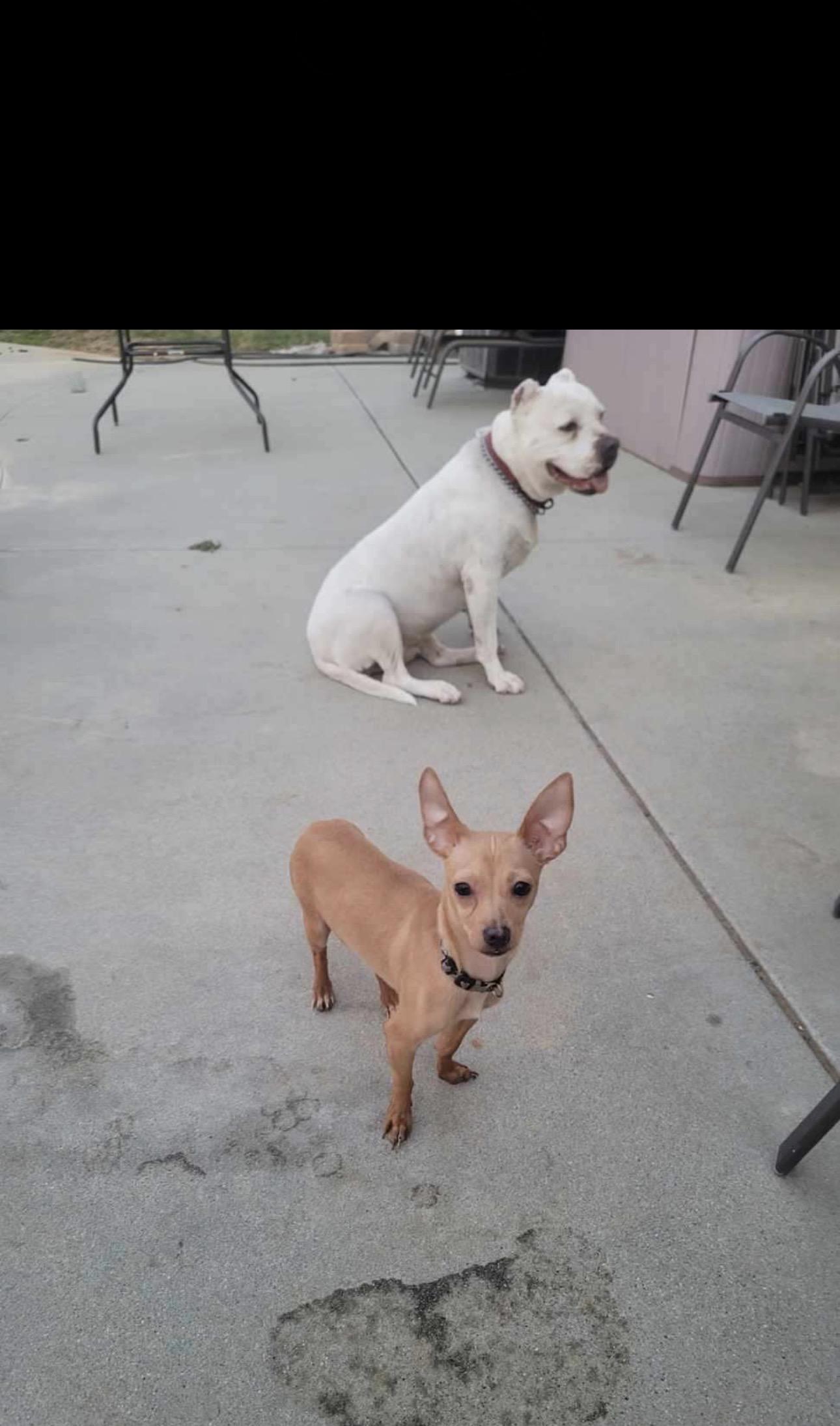 Enlarge Copper, an adopted Chihuahua in Claremont, CA image 4/4
