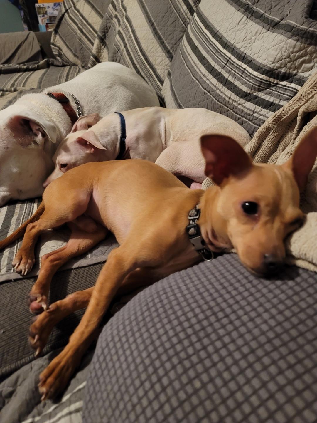 Enlarge Copper, an adopted Chihuahua in Claremont, CA image 3/4