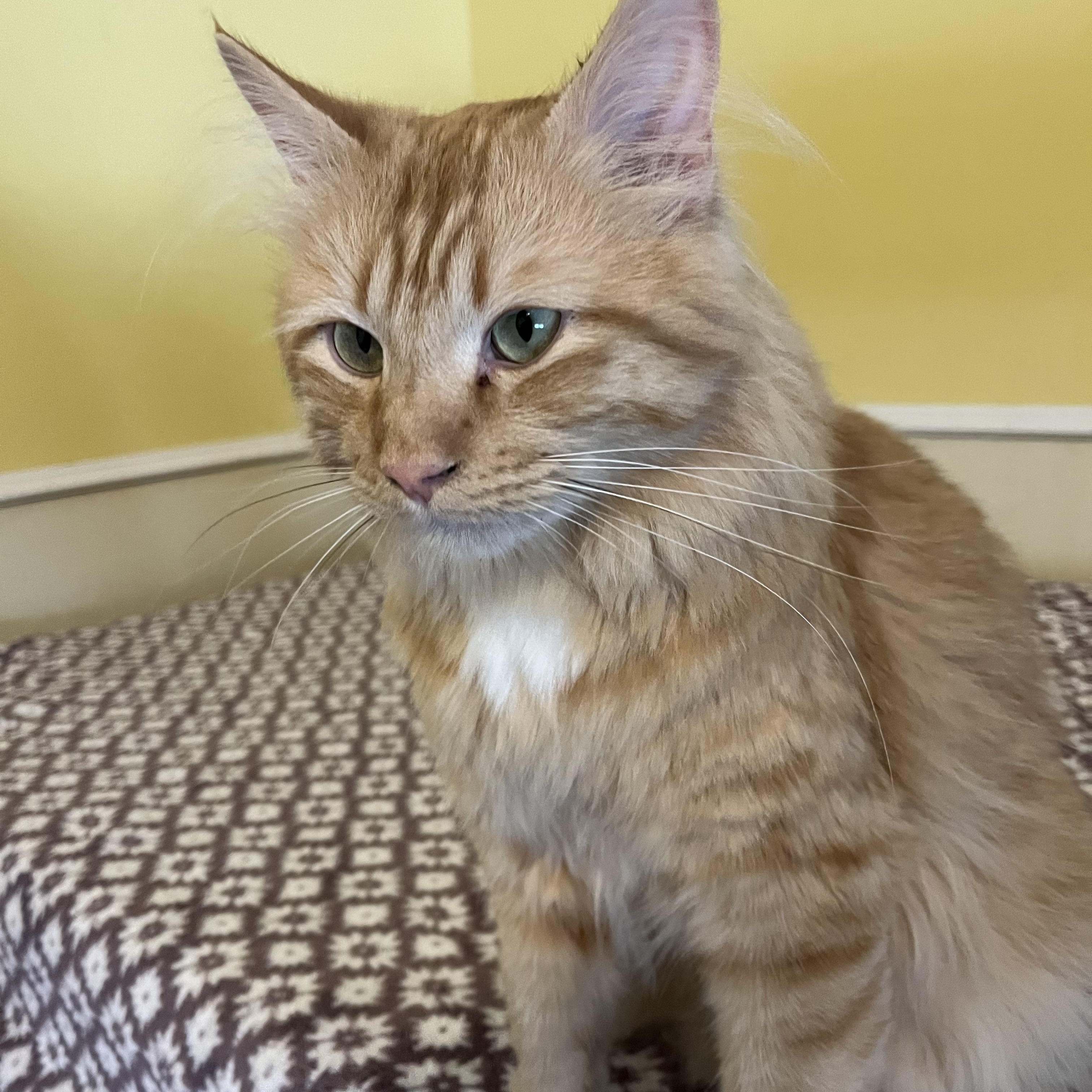 Enlarge Griffin, a Adoptable Domestic Medium Hair in Moline, IL image 4/4
