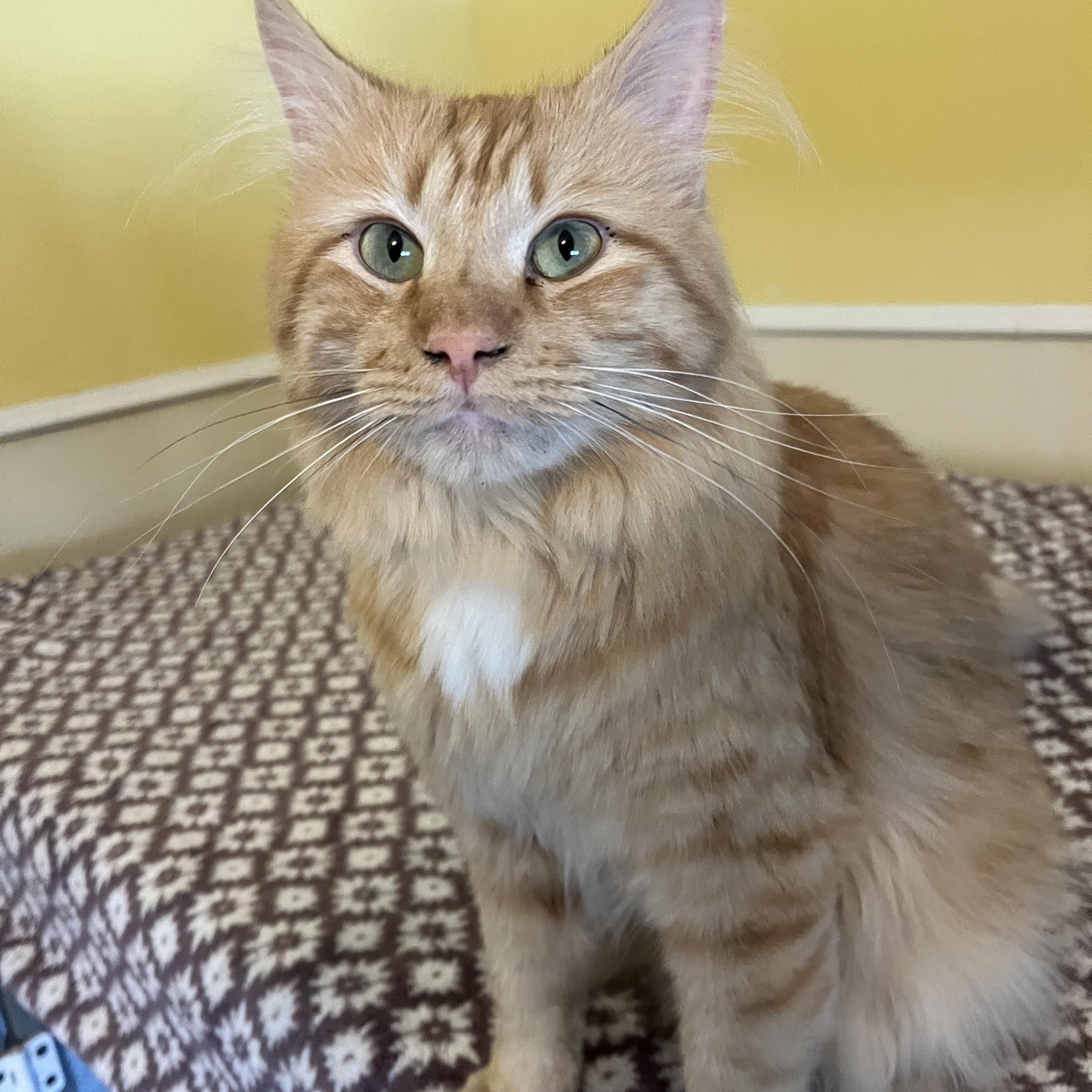 Enlarge Griffin, a Adoptable Domestic Medium Hair in Moline, IL image 1/4
