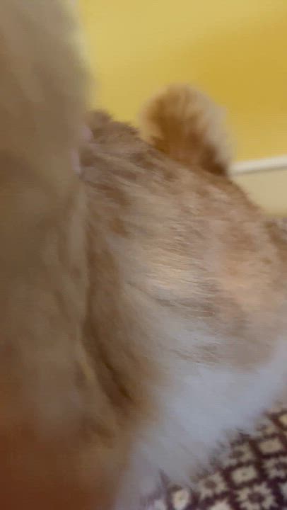 Enlarge Griffin, a Adoptable Domestic Medium Hair in Moline, IL video 2/4