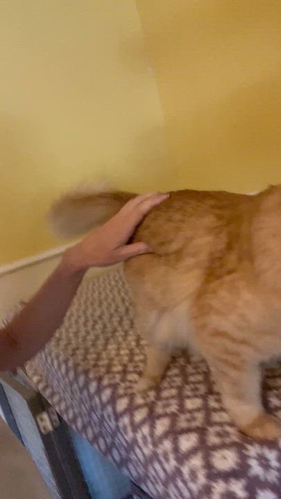 Enlarge Griffin, a Adoptable Domestic Medium Hair in Moline, IL video 3/4